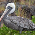  Pelican, Galapagos 2012